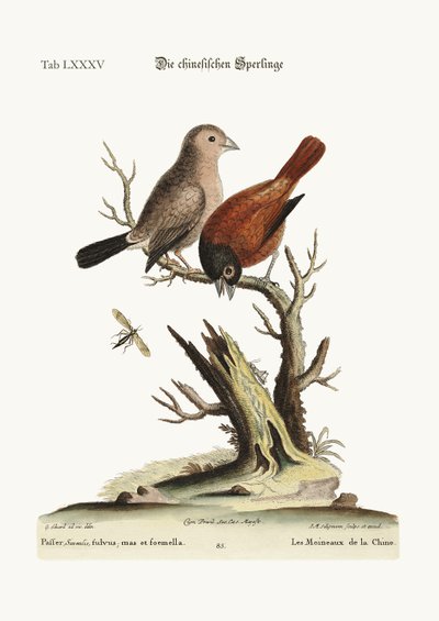 De kinesiske spurvene, 1749-73 av George Edwards